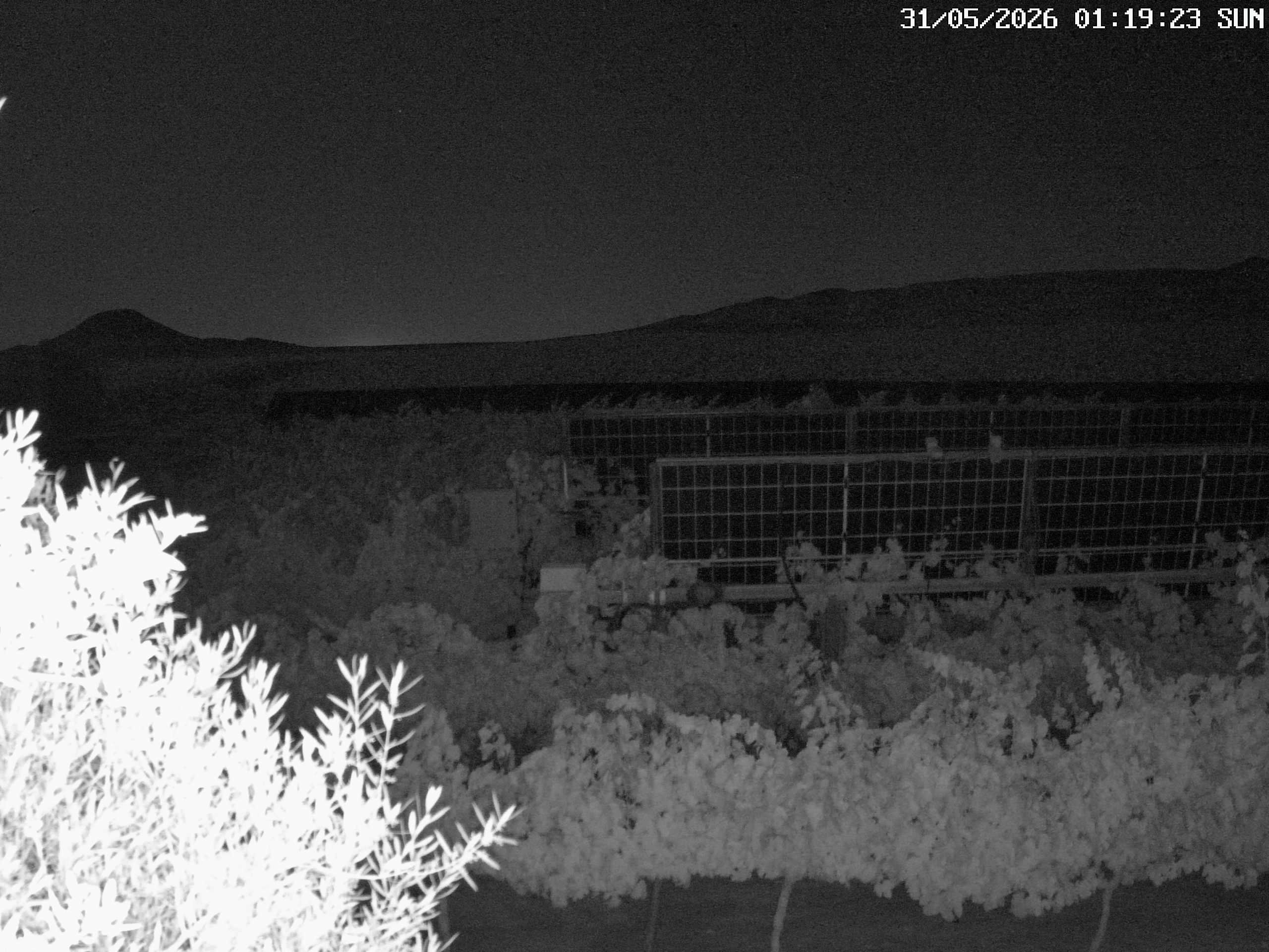 Vineyard live view